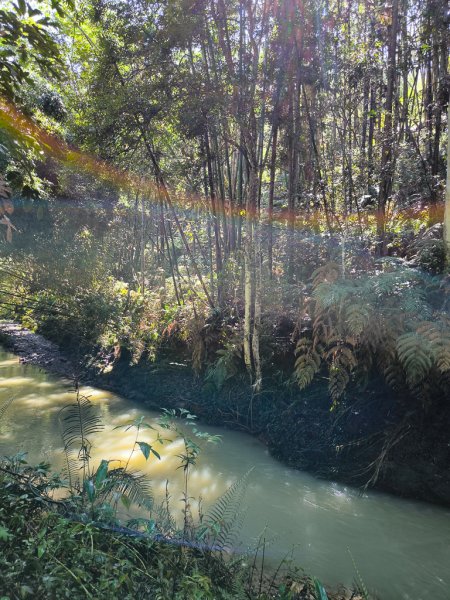 2024-08-22 澀水森林步道2578395