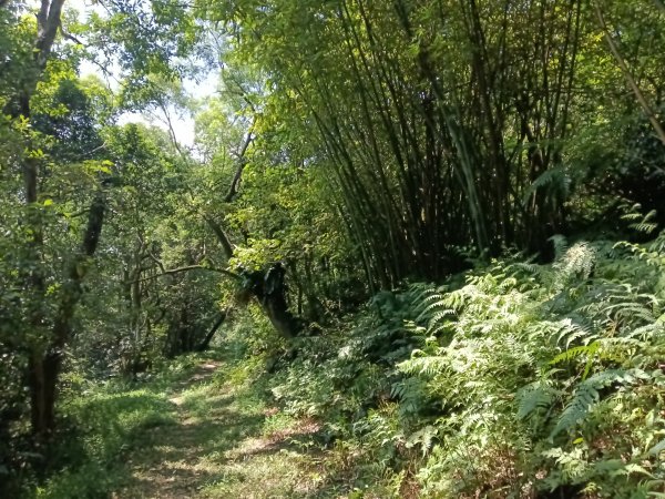 內湖區大丘田保甲路+開眼山+白石湖山+白石湖山東峰+大邱田山+消防山O型2858890