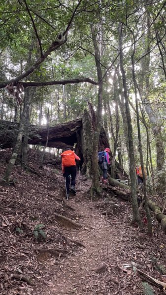 哈堪尼上加里山O型-哈加縱走2634374