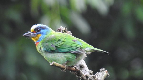 陽明山趴趴走 #琉璃光雲海 ，首拍 #綠鳩 4/272770738