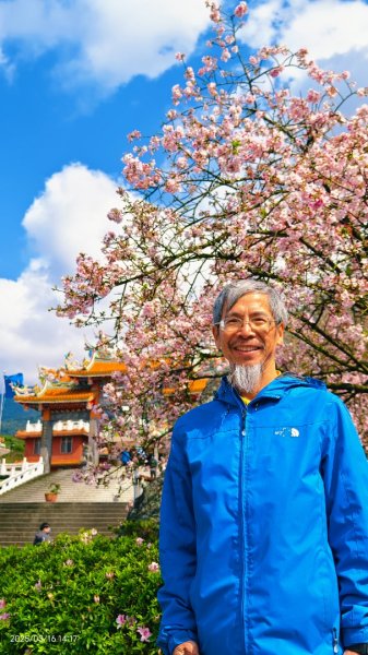 #綠繡眼 訪花 #吉野櫻 #天元宮 #楓樹湖 03162736700