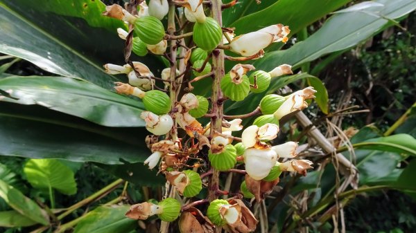 滴水子產道1737597