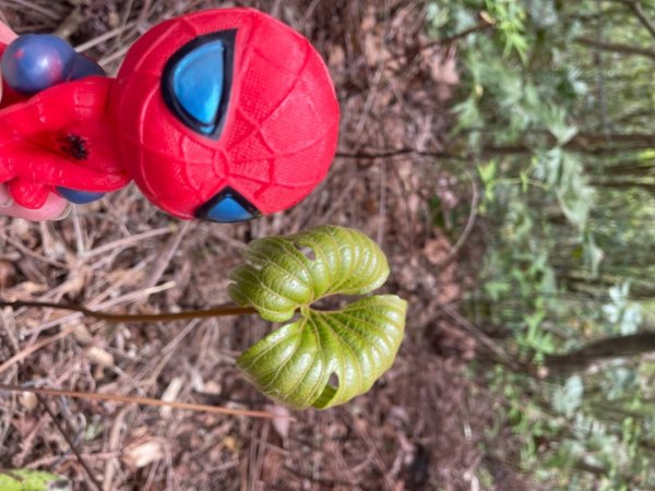 北部三大岩場-筆架連峰-皇帝殿-五寮尖拍空拍寫真💙2734089