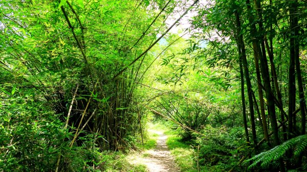 四堵溪畔古道2822113