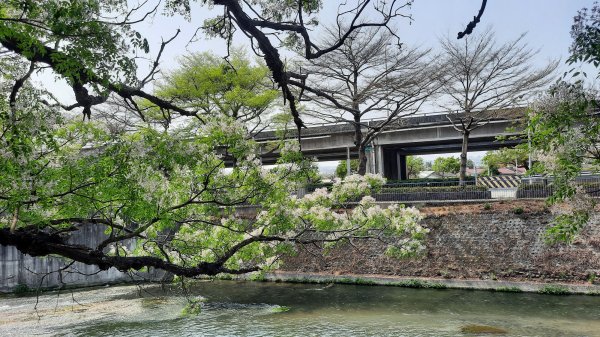 《台中》苦楝樹王｜潮洋溪惠來溪步道生態之旅202303-042124100