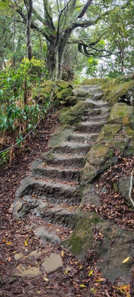 微笑山線：【天上山系】望月亭桐花段3001599