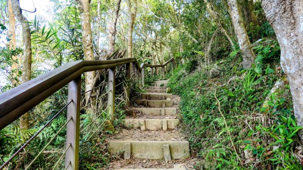 《蝶戀花。錫葉藤盛放》2735277