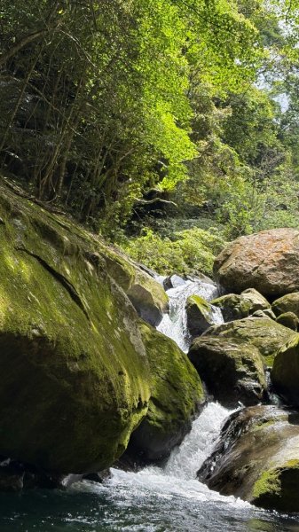 戲水（鴛鴦2786685