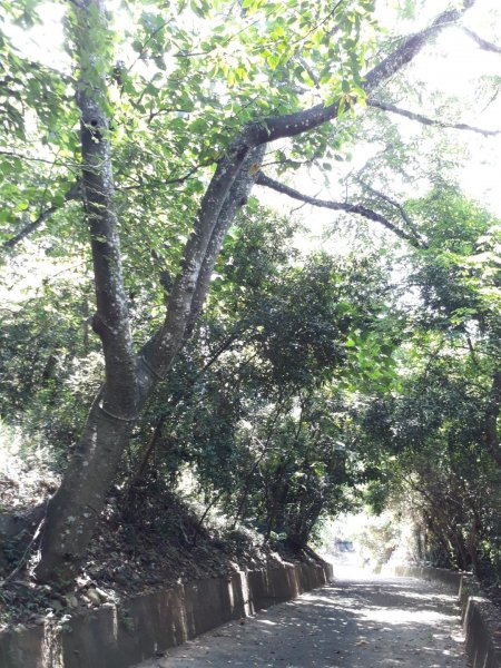 彰化芬園挑水古道碧山古道20190630620215