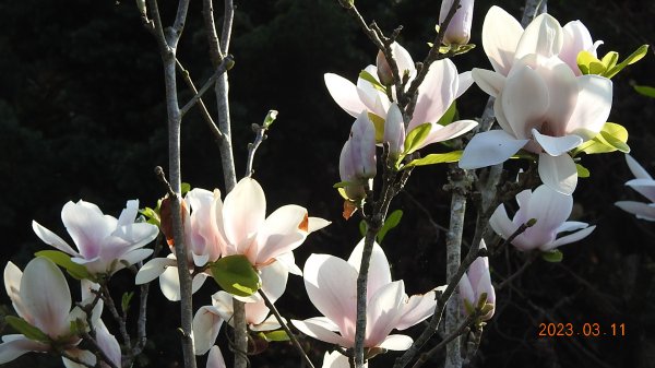 雲山水花鳥蝶 - 天龍國阿伯的日常 3/112063777