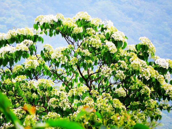 穀雨時節 走指南宮朝聖步道 遇見油桐花 也遇見自己2156744