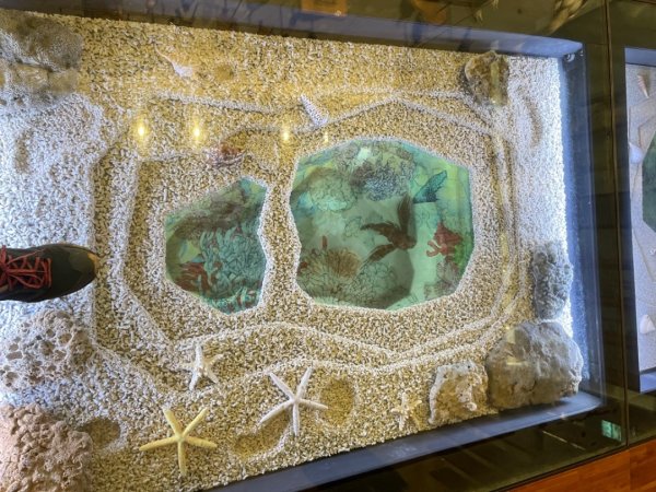 雨天備案💙 台灣博物館的古生代館-台大動植物館免費參觀-北投♨️季2799012