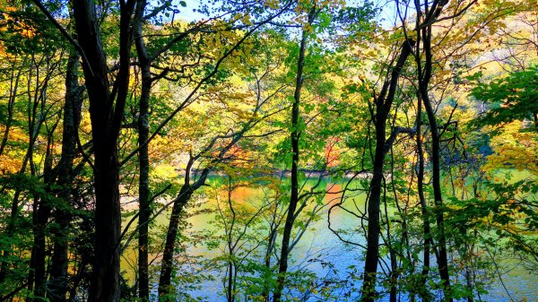 秋田縣白神山地十二湖2929761