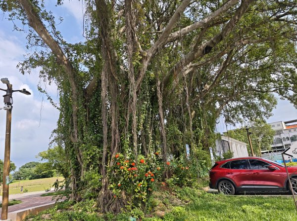 [霄裡好風光，運動樂悠遊！-6/10] 2025_0608 大湳森林公園2808203