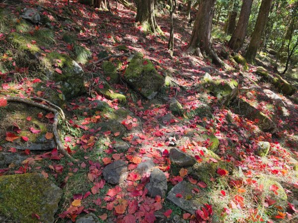 鳶嘴稍來山之楓紅／雲海2974103