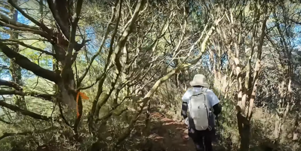 塔塔加五連峰2831421