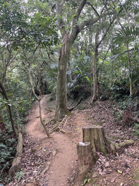 [微笑山線_第一段] 2025_0720 大棟山系_鎮遠山2843569