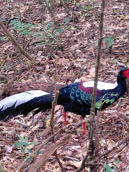 長壽山、肥崠山、醜崠山、大崠山、大崠山經建版2931607