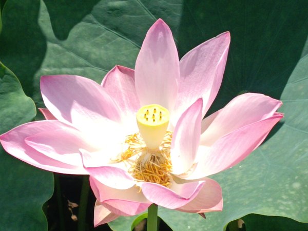 雙溪區彎穹夏日荷影2806553