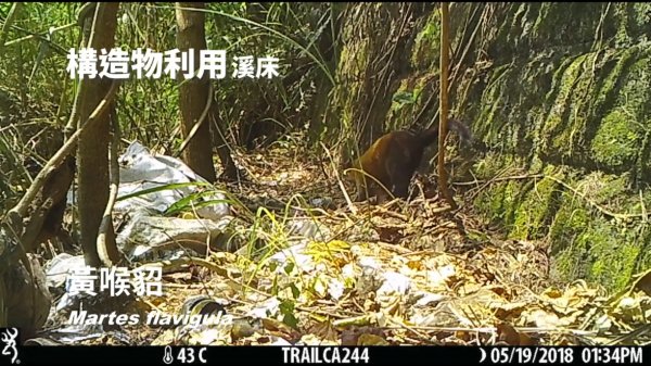 【影片】生態廊道串起來，野生動物跟著來~花蓮綠網建構生態廊道紀錄到珍貴野生動物使用影像