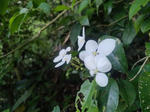 嚼嚼斯古道，嚼嚼斯部落遺址，鱉頭山2606063