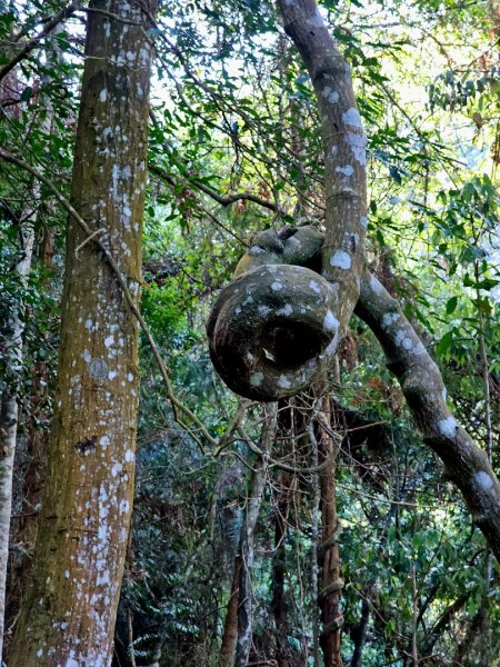 唐麻丹山-谷關七雄(老么)2991559