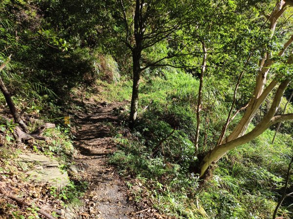 [玉山尋寶任務-07/12] 2025_0824 八通關雲龍瀑布步道2870564