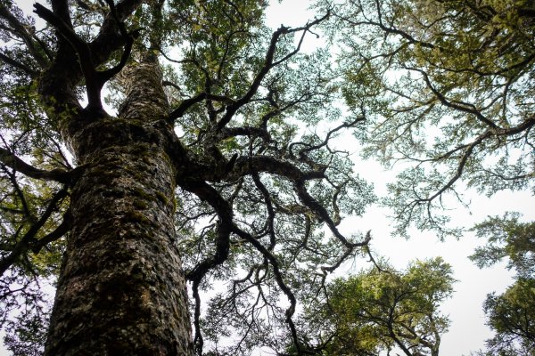 孟春．一個人的武陵(Day1雨日)3030829