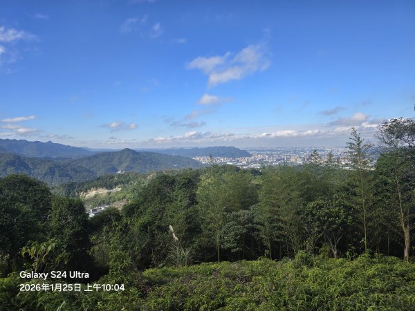 2026-01-25微笑山線：【天上山系】望月亭桐花段2988221