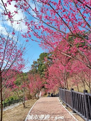 【苗栗獅潭】天晴賞花趣。 協雲宮櫻花步道x獅潭鄉神秘小徑x獅潭義民廟x銅鑼炮仗花海公園2999184