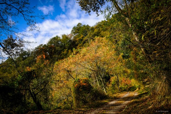 [冬訪大霸聖山岳參行]-大鹿林道東線榆金楓紅與九九山莊精選輯2974707