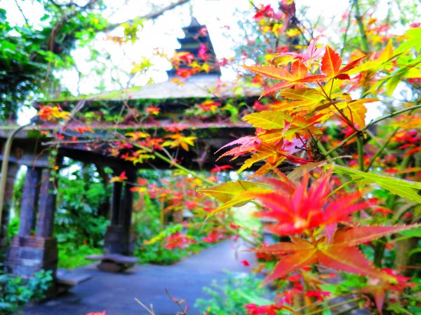 穀雨時節 走指南宮朝聖步道 遇見油桐花 也遇見自己2156811