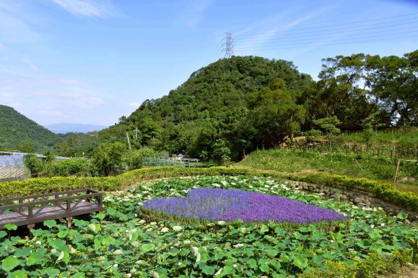 【新聞】白石湖同心池號角齊鳴 鐵砲百合陸續綻放