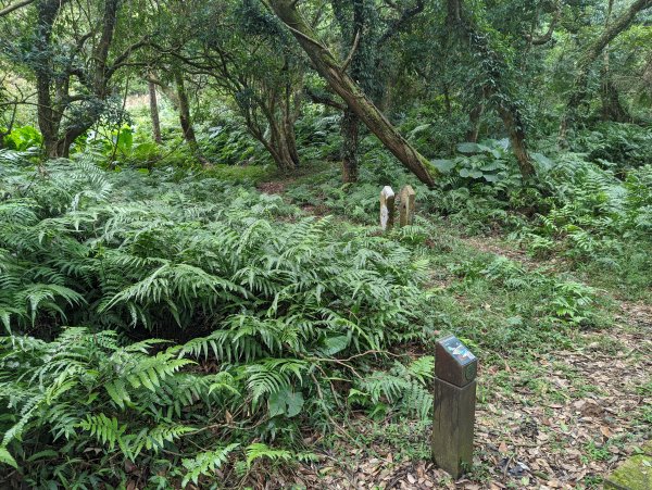 紗帽山步道探訪歷史遺跡、賞芒花1510063