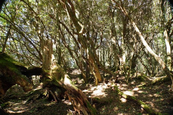 桃園 復興 把家灣山、低陸山2865352