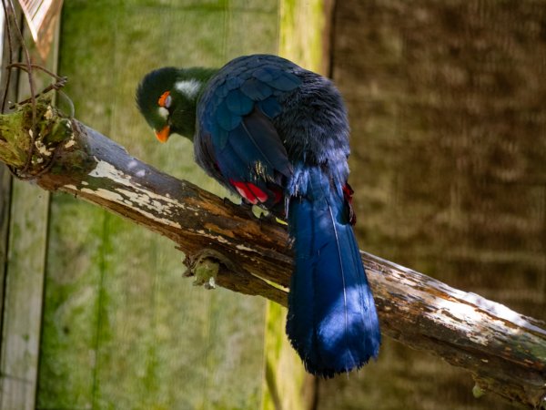 鳳凰谷鳥園2961140