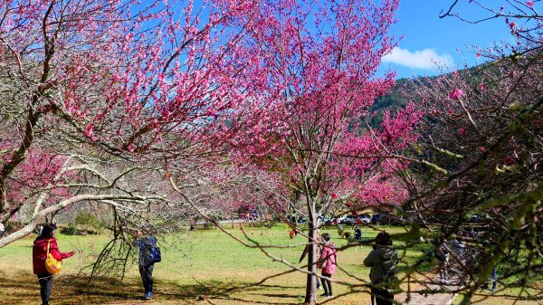 《踏莎行・武陵山櫻》2712454