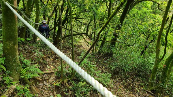 2021-0330 擎天崗(竹篙山)狗殷勤步道到故宮1327933