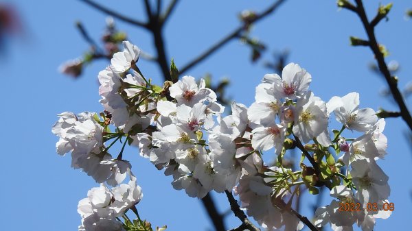 春暖花開，鳥語花香1633862