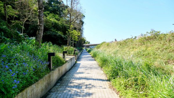 《踏莎行・貓空魯冰花》2710644