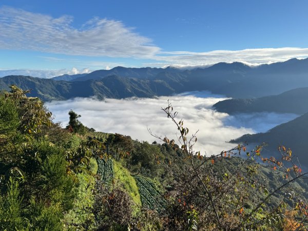 觀霧-榛山步道2925988