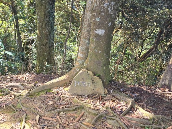 加里山（大坪登山口大O繞）2955450