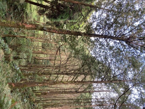 1131215大塔山步道2669076