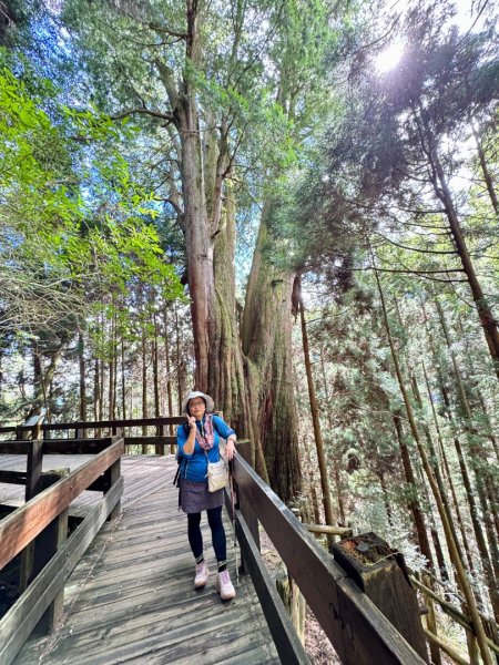 觀霧-檜山巨木群步道2925528