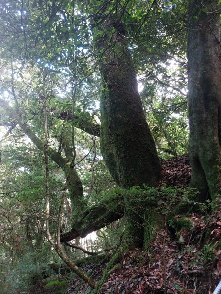 廬山六寶之尾上山+屯原山202208061795132