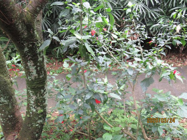 紅淡山步道907494