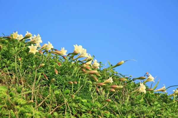 初夏北海岸的山花亂舞-麟山鼻的台灣百合125483