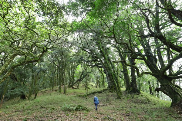 阿里山三霞 -- 楠梓仙溪左岸 南霞山1490253