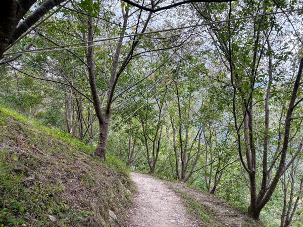 司馬庫斯巨木群登山步道2862128