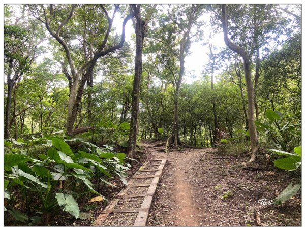 金龍湖、鷹石尖、老鷲尖、內溝山 O型一圈2966666